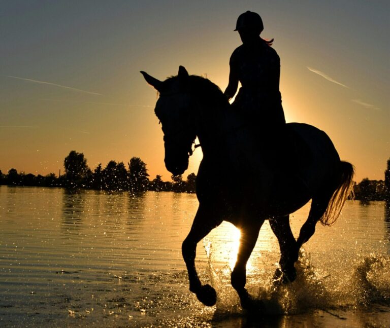 Wdrożenie B2C PrestaShop dla marki Koński Świat